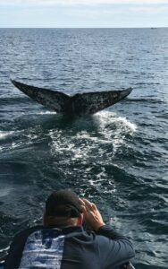 magdalena bay whale watching tours