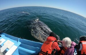 magdalena bay whale watching tours