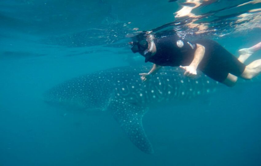 A person snorkels alongside a whale shark.