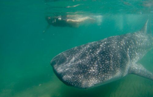 la paz whale shark tours