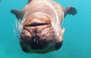 la paz whale shark tours