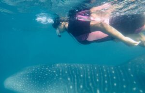 la paz whale shark tours